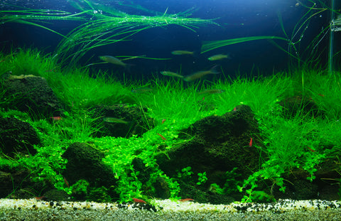 Questions or comments for Florida Aquascaping? Click the link below, and we will respond within 24 hours. You can also call or text us at (321) 615-2587.