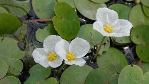 BUY 2 GET 1 FREE Amazon Frogbit (Limnobium laevigatum)-SQ0587565