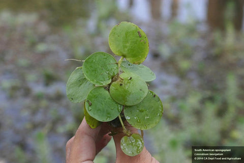 BUY 2 GET 1 FREE Amazon Frogbit (Limnobium laevigatum)-SQ0587565