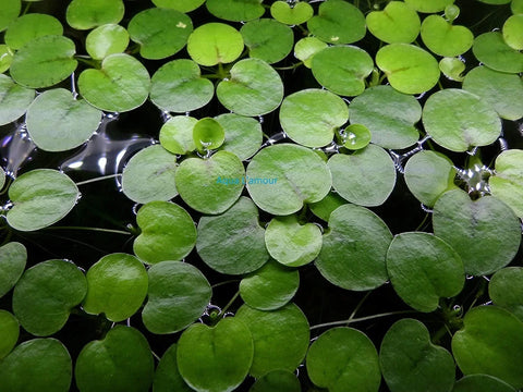 Buy 2 Get 2 Free Floating Aquarium Plants - Amazon Frogbit & Salvinia Minima
