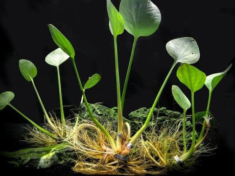 BUY 2 GET 1 FREE Amazon Frogbit (Limnobium laevigatum)-SQ0587565