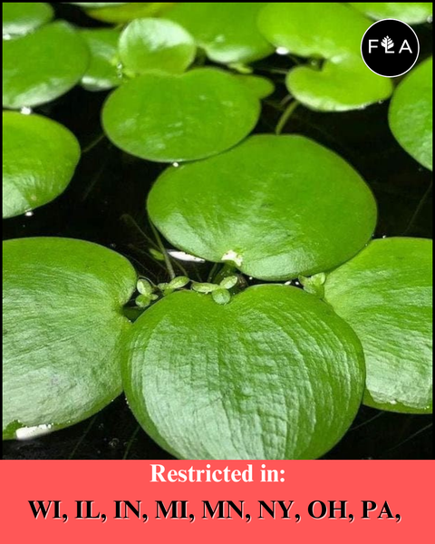 BUY 2 GET 1 FREE Amazon Frogbit (Limnobium laevigatum)
