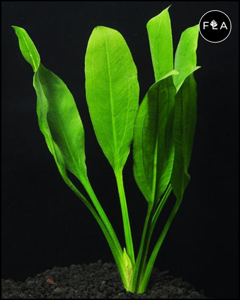 BUY 2 GET 1 FREE Large! Amazon Sword (Echinodorus amazonicus)