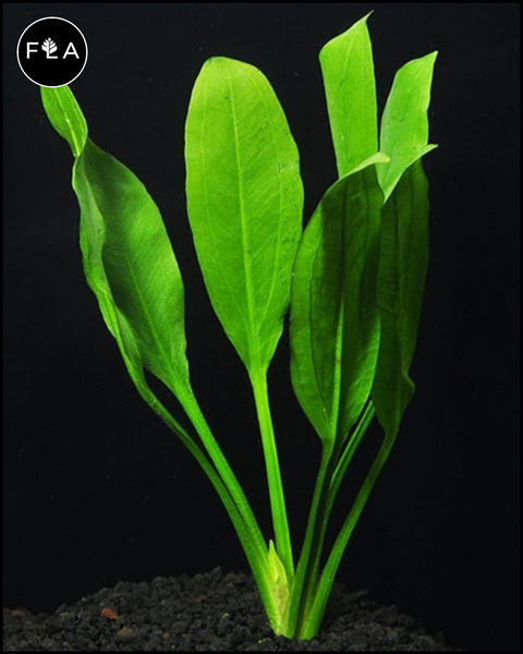 BUY 2 GET 1 FREE Large! Amazon Sword (Echinodorus amazonicus)