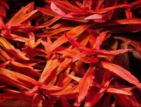 BUY 2 GET 1 FREE Ammania Senegalensis-Easy Live Aquarium Pond Aquatic Plant