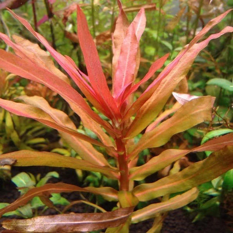 BUY 2 GET 1 FREE Ammania Senegalensis-Easy Live Aquarium Pond Aquatic Plant