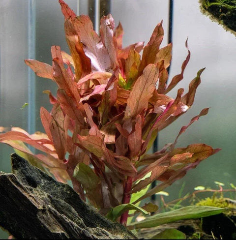 BUY 2 GET 1 FREE Ammania Senegalensis-Easy Live Aquarium Pond Aquatic Plant