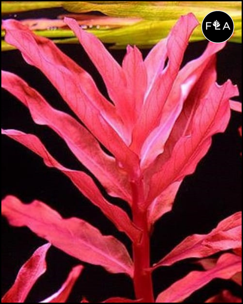 BUY 2 GET 1 FREE Ammania Gracilis