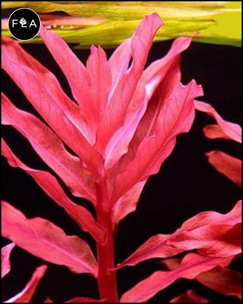 BUY 2 GET 1 FREE Ammania Gracilis