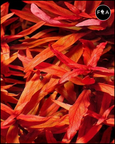 BUY 2 GET 1 FREE Ammania Senegalensis