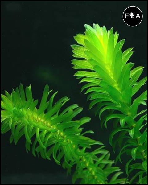 BUY 2 GET 1 FREE Anacharis Elodea