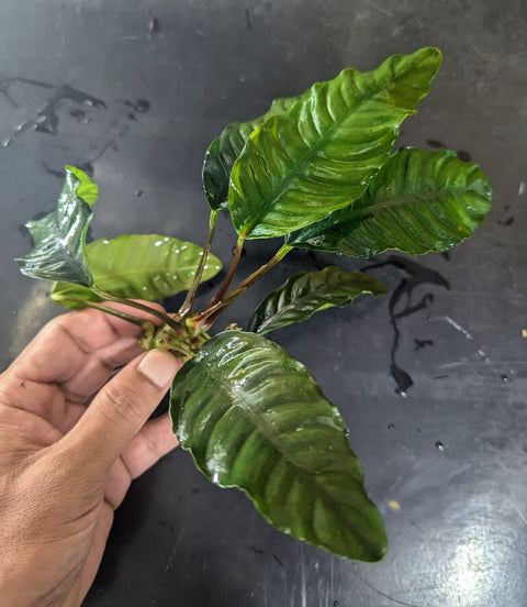 BUY 2 GET 1 FREE Anubias Barteri 'Coffeefolia'-SQ5917119