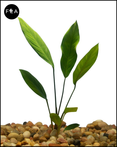 BUY 2 GET 1 FREE Anubias Congensis (Afzelii)