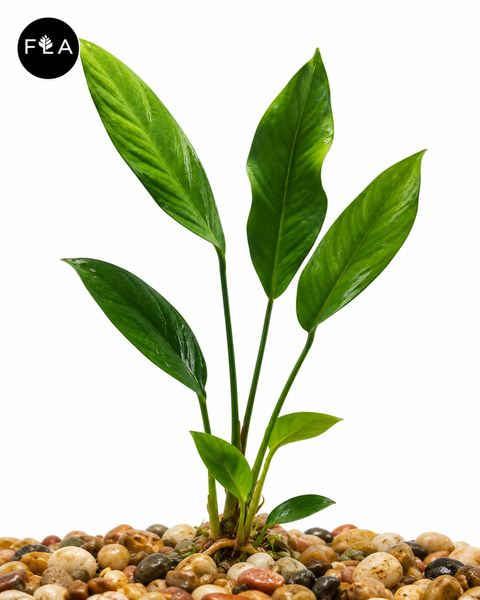 BUY 2 GET 1 FREE Anubias Congensis (Afzelii)