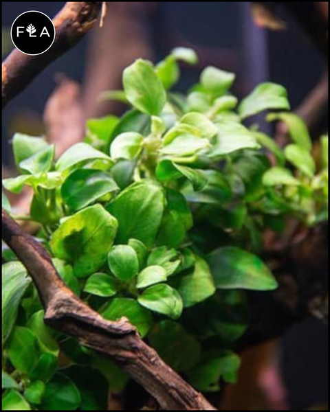 potted aquarium plants for sale BUY 2 GET 1 FREE Anubias Nana 'Petite' – Florida Aquascaping