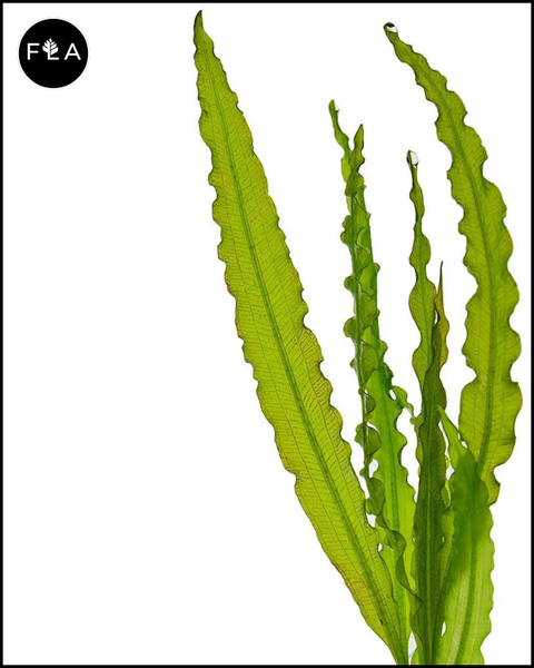 BUY 2 GET 1 FREE Aponogeton Crispus!