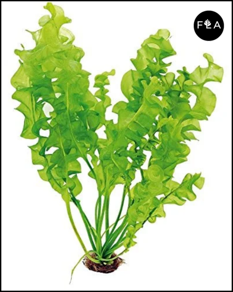 BUY 2 GET 1 FREE Aponogeton Ulvaceus!