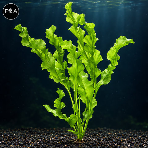 BUY 2 GET 1 FREE Aponogeton Ulvaceus!
