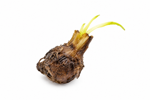 BUY 2 GET 1 FREE Aponogeton Ulvaceus!