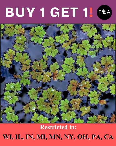 BUY 1 GET 1 FREE (Large Portion!) Azolla Caroliniana (Fairy Moss, Mosquito Fern)-Easy Live Aquarium Pond Aquatic Plant