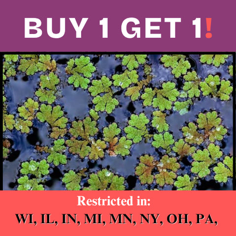BUY 1 GET 1 FREE (Large Portion!) Azolla Caroliniana (Fairy Moss, Mosquito Fern)-Easy Live Aquarium Pond Aquatic Plant