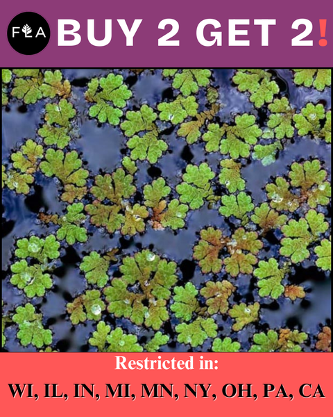 BUY 2 GET 2 FREE Azolla caroliniana (Fairy moss, Mosquito fern)