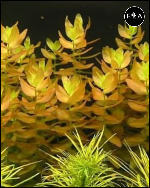 BUY 2 GET 1 FREE Bacopa caroliniana (Lemon Bacopa)