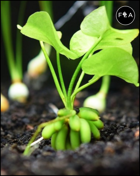 BUY 2 GET 1 FREE Banana Lily Plant (Nymphoides aquatica)
