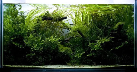 BUY 2 GET 1 FREE Bolbitis - Easy Live Aquarium Pond Aquatic Plant