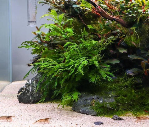 BUY 2 GET 1 FREE Bolbitis - Easy Live Aquarium Pond Aquatic Plant