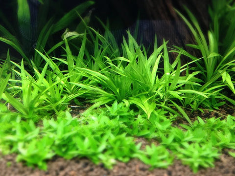 BUY 2 GET 1 FREE Broadleaf Chain Sword (Echinodorus Quadricostatus)