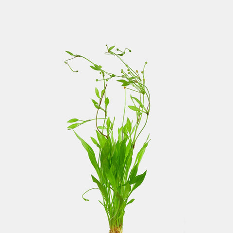 BUY 2 GET 1 FREE Broadleaf Chain Sword (Echinodorus Quadricostatus)