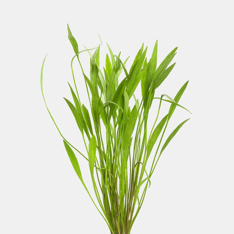 BUY 2 GET 1 FREE Broadleaf Chain Sword (Echinodorus Quadricostatus)