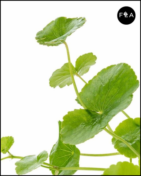 BUY 2 GET 1 FREE Brazilian Pennywort (Hydrocotyle Leucocephala)