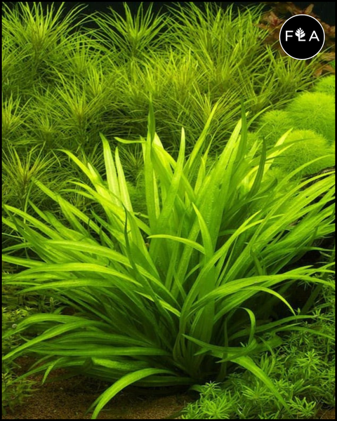 BUY 2 GET 1 FREE Broadleaf Chain Sword (Echinodorus Quadricostatus)