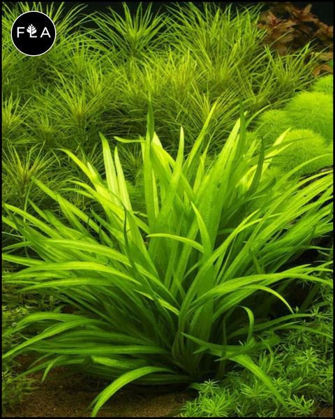 BUY 2 GET 1 FREE Broadleaf Chain Sword (Echinodorus quadricostatus)