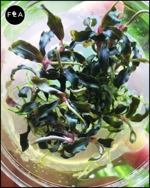 BUY 2 GET 1 FREE Bucephalandra! Tissue Culture (Multiple Plants