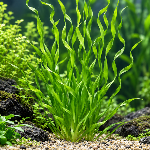 BUY 2 GET 1 FREE Corkscrew Val! (Vallisneria contortionist)