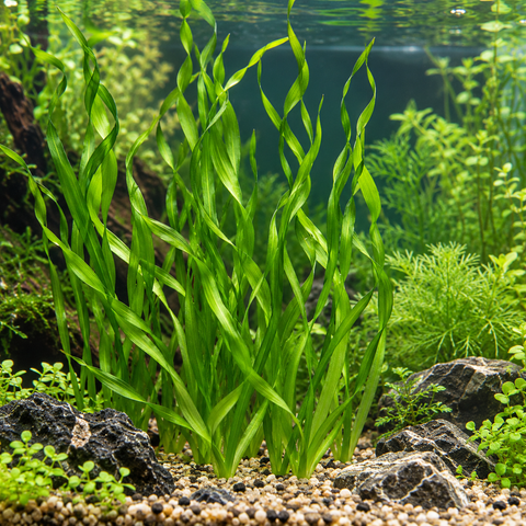 BUY 2 GET 1 FREE Corkscrew Val! (Vallisneria contortionist)