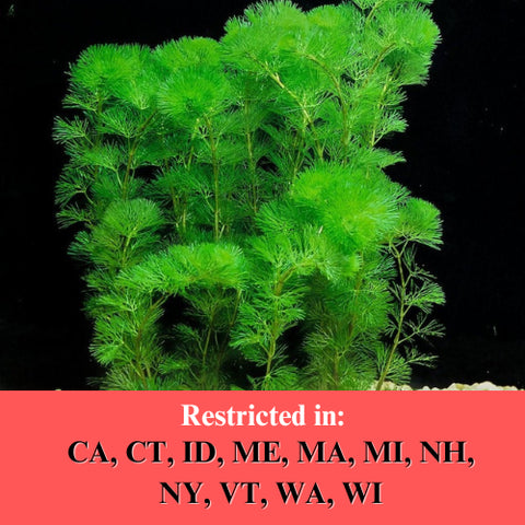 BUY 2 GET 1 FREE Green Cabomba (Cabomba caroliniana)