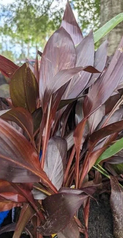 Canna Lily 'Cleopatra Red Leaf'-Live Aquatic Marginal Starter Plant for Water Gardens, Ponds and Aquascapes