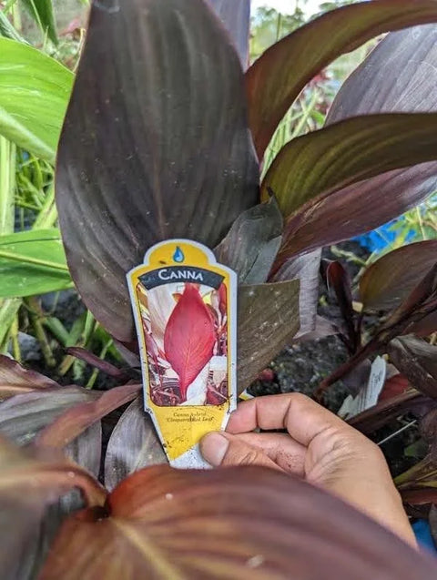 Canna Lily 'Cleopatra Red Leaf'-Live Aquatic Marginal Starter Plant for Water Gardens, Ponds and Aquascapes