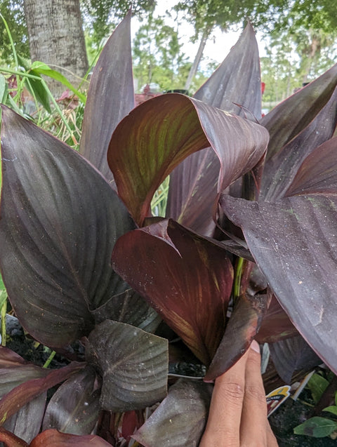 Canna Lily 'Cleopatra Red Leaf'-Live Aquatic Marginal Starter Plant for Water Gardens, Ponds and Aquascapes