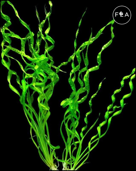 BUY 2 GET 1 FREE Corkscrew Sword! (Echinodorus 'vesuvius')