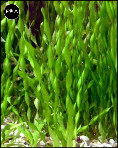 BUY 2 GET 1 FREE Corkscrew Val! (Vallisneria contortionist)