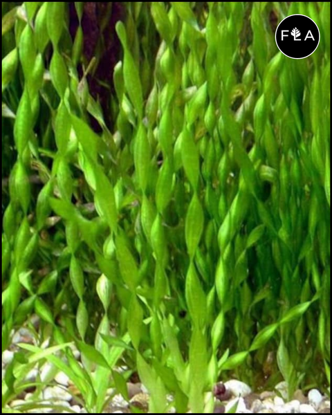 BUY 2 GET 1 FREE Corkscrew Val! (Vallisneria Contortionist)