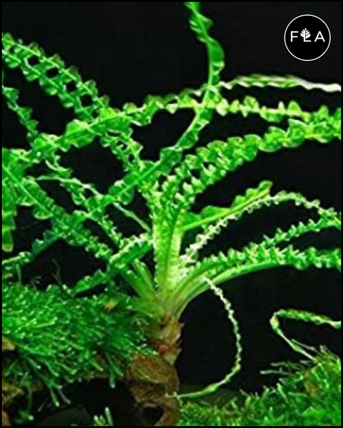 BUY 2 GET 1 FREE Crinum Calamistratum