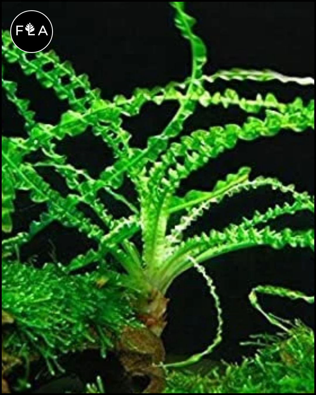 floridaaquascaping BUY 2 GET 1 FREE Crinum Calamistratum