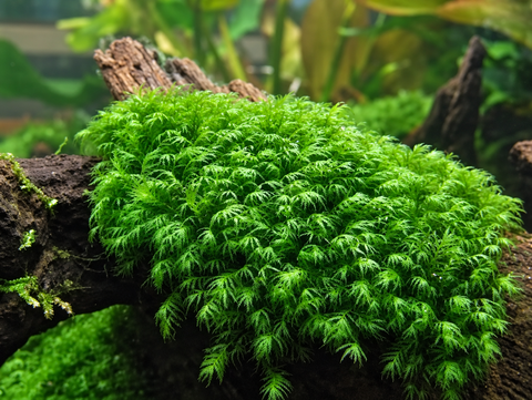 BUY 2 GET 1 FREE Phoenix Moss (Fissidens fontanus)