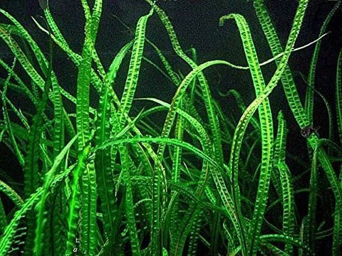 BUY 2 GET 1 FREE Cryptocoryne Balansae